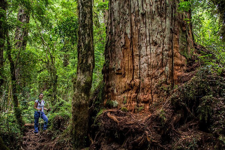 Calbuco Island & Ancient Arrayán Forest Tour from Puerto Varas