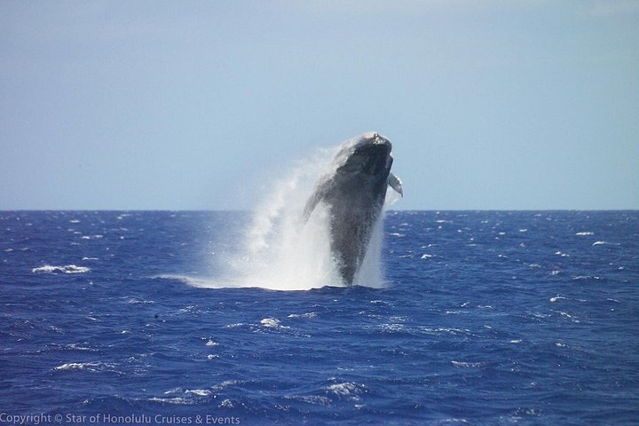 Premier Whale Watching Cruise from Waikiki