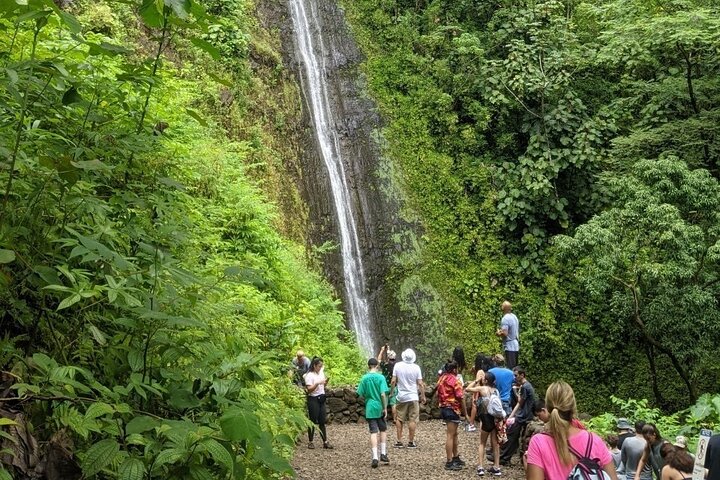 Electric Bike Ride & Manoa Falls Hike Tour