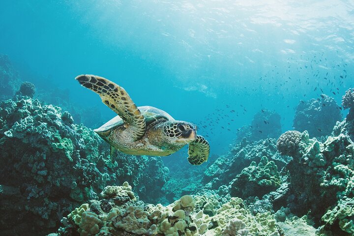 Waikiki: Turtle Canyon Snorkel Adventure on Oahu