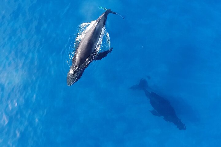 Waikiki Whale Watching Cruise with Snack & Trolley Transportation