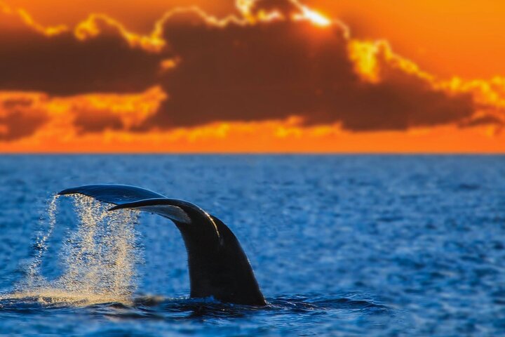 Sunset Whale Watch in Waikiki, Whales Guaranteed or Free Return