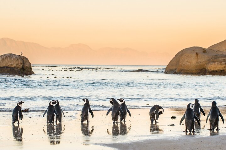 #1 Boulders Penguins & Cape Point Full Day Tour From Cape Town