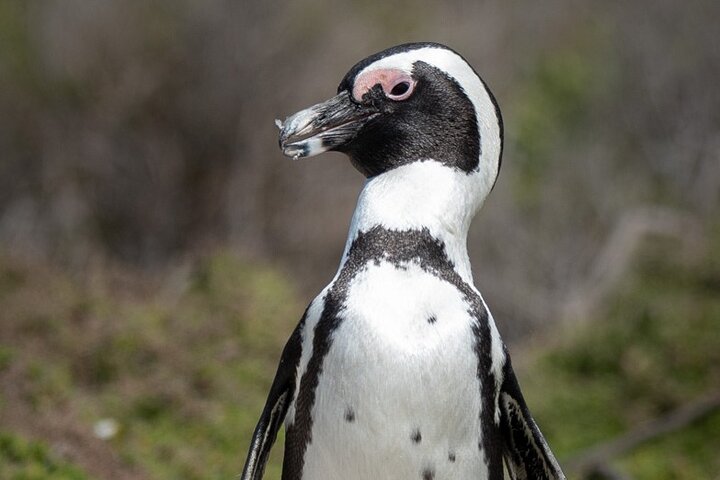 Cape Peninsula & Penguins Private Day Tour, Entrances Included.