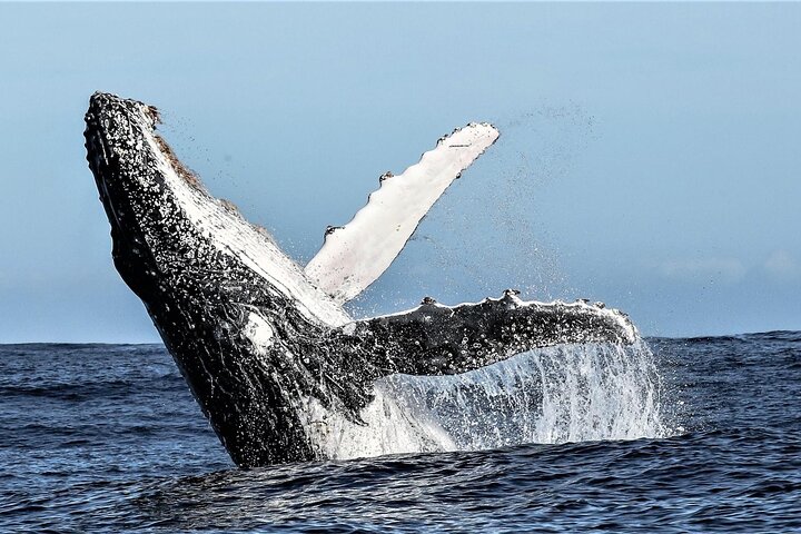 Whale Watching Shared Boat Trip from Cape Town
