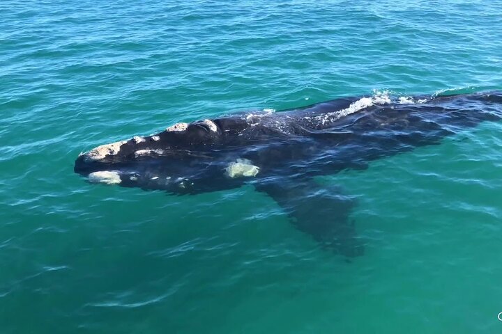 Shark Cage Diving and Whale Watching Combo Experience in Gansbaai