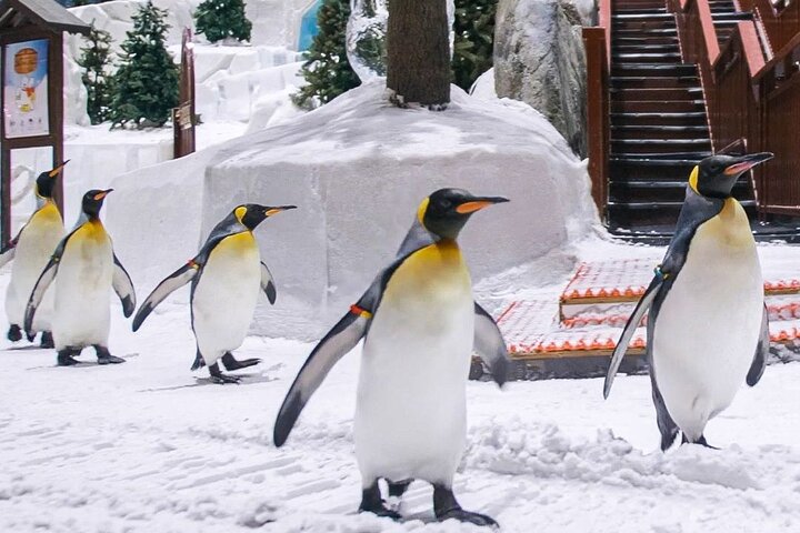 Ski Dubai Full Day Admission Ticket