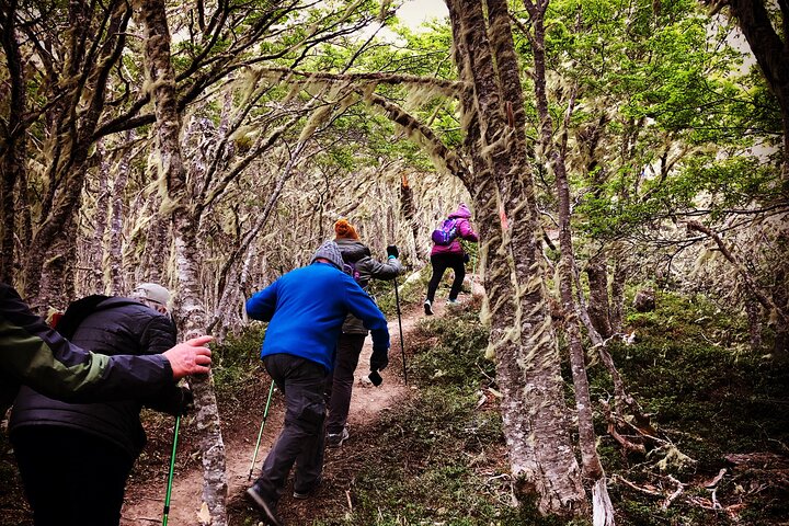 Private Full-Day Patagonian Forest Hike
