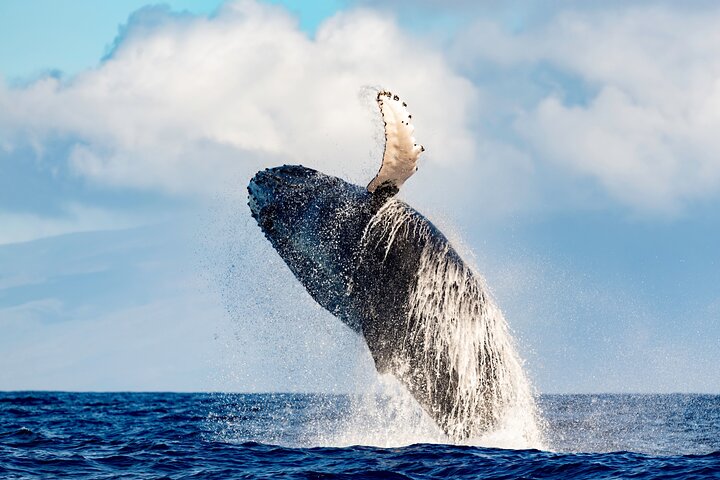 Best Waikiki Whale Watching in Honolulu: Whales Guaranteed