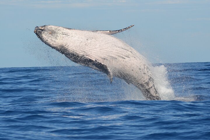 1.5-Hour Guided Whale Watching Tour