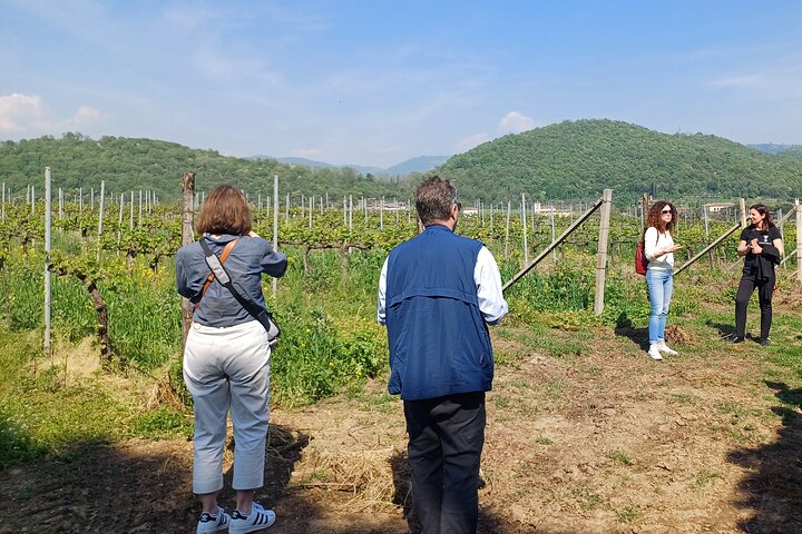 Lake Iseo & Franciacorta Winery. Scenic & Wine Tasting tour