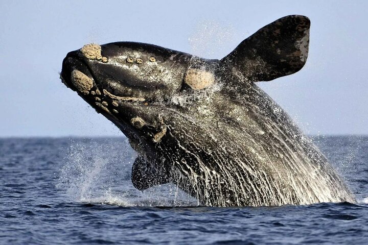Whale Watching Hermanus: May to Dec