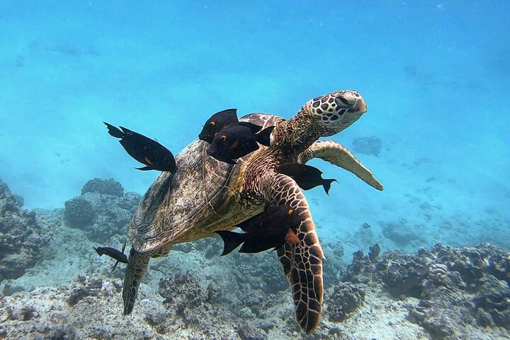 Waikiki Turtle Snorkeling Tour