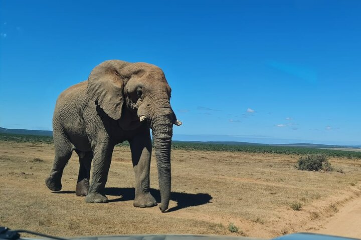 Addo Elephant National Park Half Day Shared Tour