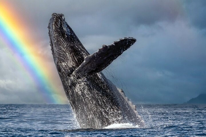 1.5 Hour Waikiki Whale Watching with E Sea Diver (Shuttle Option)