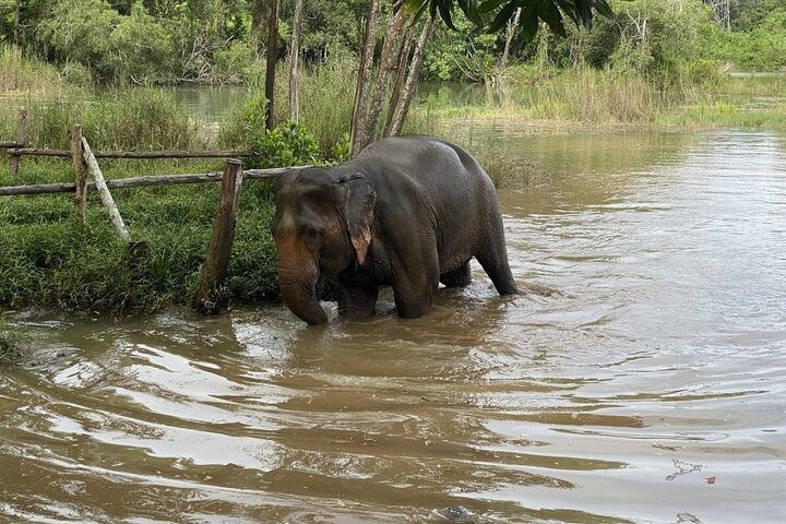Elephant Sanctuary Small Group Tour in Phuket