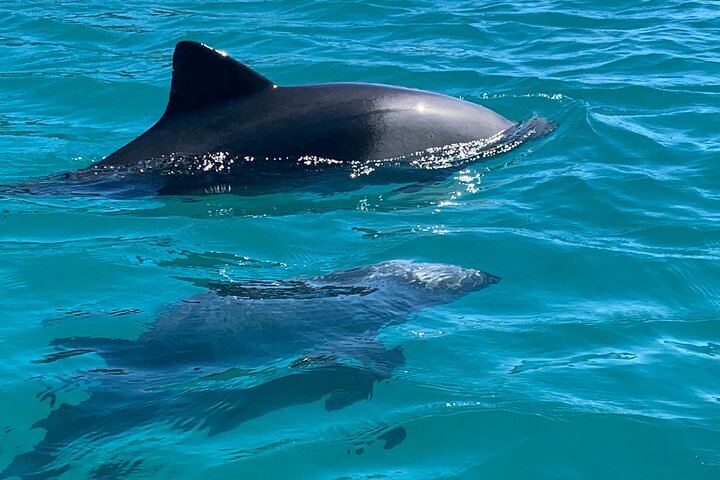 Two Hours Kayaking in Hout Bay