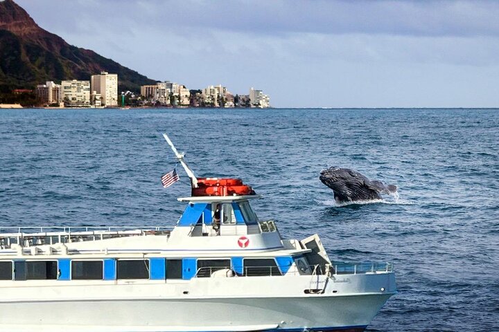 2-Hour Oahu Whale Watch from Ala Wai Harbor, Waikiki