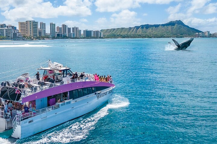 Waikiki, Oahu 2-Hour Whale Watching: Guaranteed Sightings