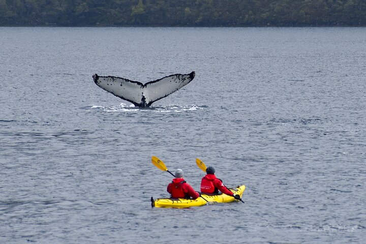 Kayaking with Whales and Wildlife Watching From Punta Arenas