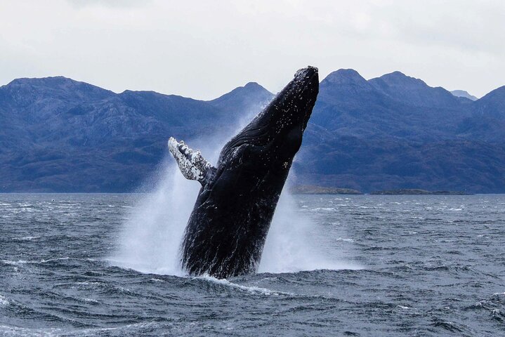 Whale Watching and Glaciers Punta Arenas Full Day Boat Tour