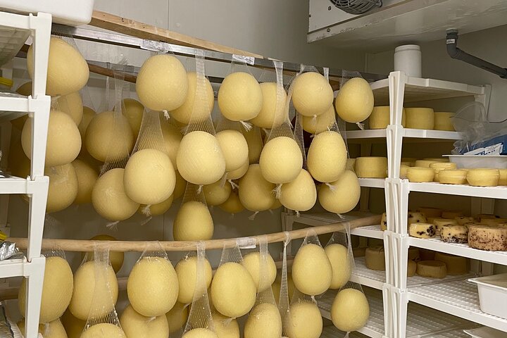 Pisa Exclusive Cheese Making & tasting experience