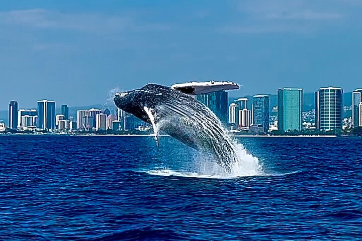 Oahu Whale Watch Tour & Waikiki Sunset Boat Tour