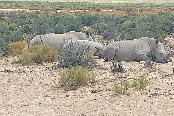 Aquila Big 5 Safari and Wine Tasting Day Tour – From Cape Town