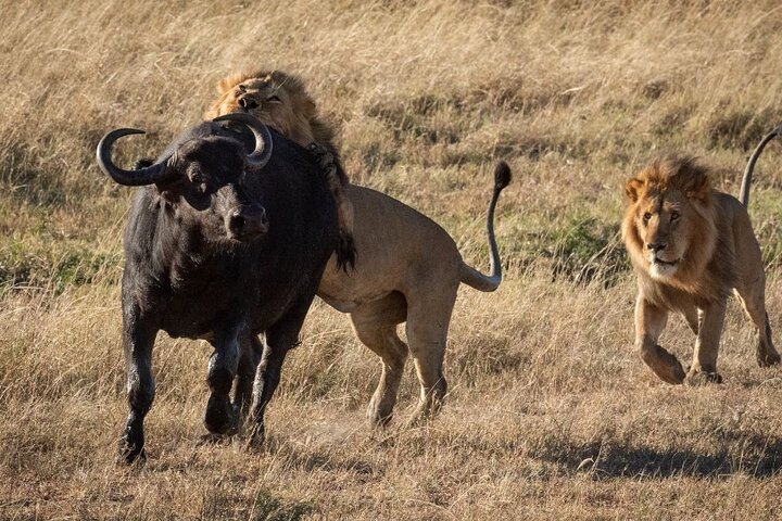 Big 5 Aquila Safari Day Tour and Wine Tasting