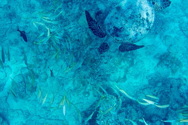 Snorkeling Adventure at Turtle Canyon