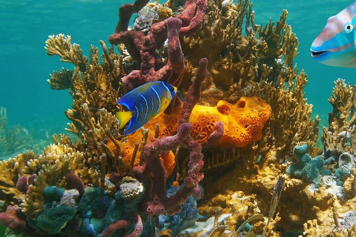 Snorkeling adventure at Puerto Morelos Reef National Park