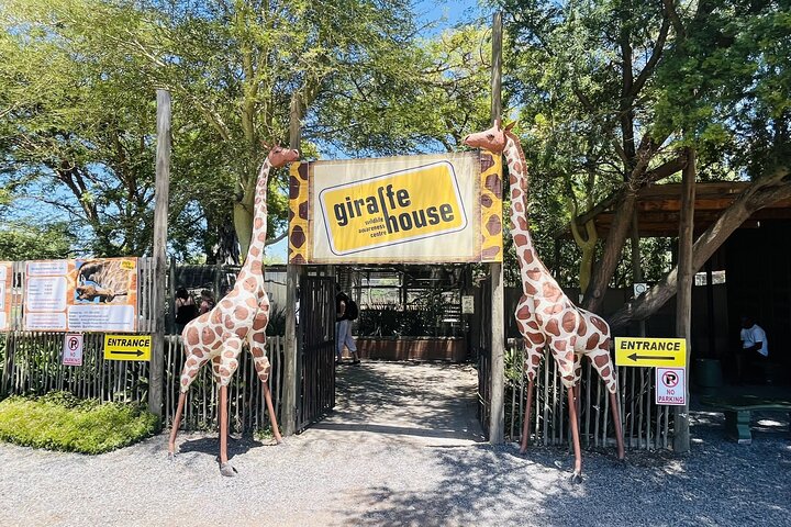 Full day tour: Cheetah outreach, Stellenbosch and Giraffe House