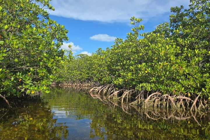 Florida Keys Kayak And Paddleboard Rentals