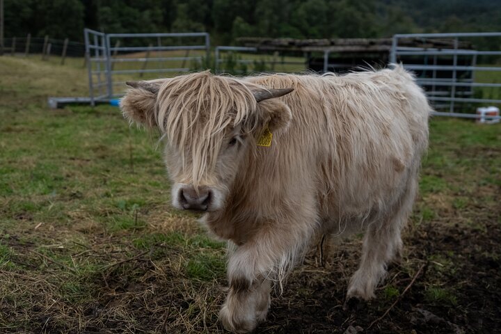 Highland Cow Hike in Edinburgh