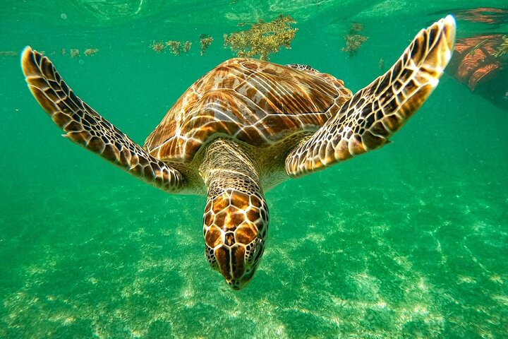 Cenote and Swimming with Turtles Private Tour in Akumal