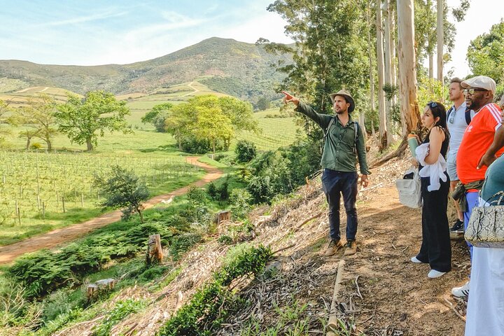 Constantia Wine and Storytelling Tour with Lunch From Cape Town