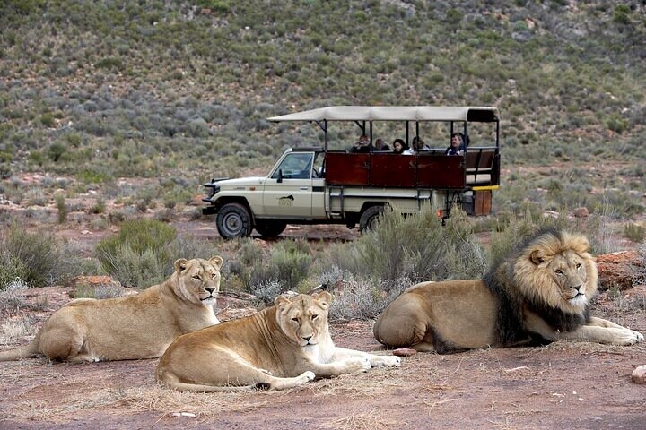 Aquila Safari Experience Full Day Tour from Cape Town