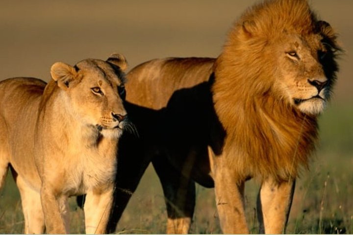 4 Day Garden Route Tour from CapeTown Small Group Hiking and Game