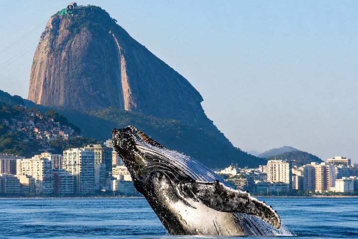 Tijuca Islands Snorkeling or Whale Watching Boat Tour from Rio