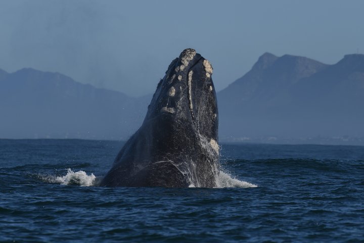 Shared Hermanus Boat Based Whale Watching and Penguin Adventure