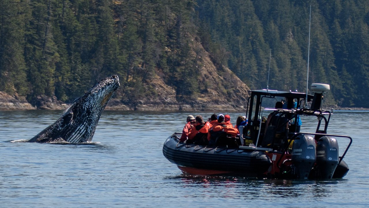 4 Hour Whale & Wildlife Tour - Campbell River