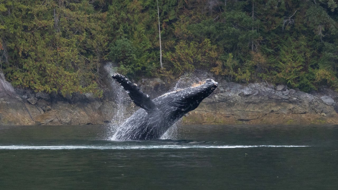 4 Hour Whale & Wildlife Tour - Comox