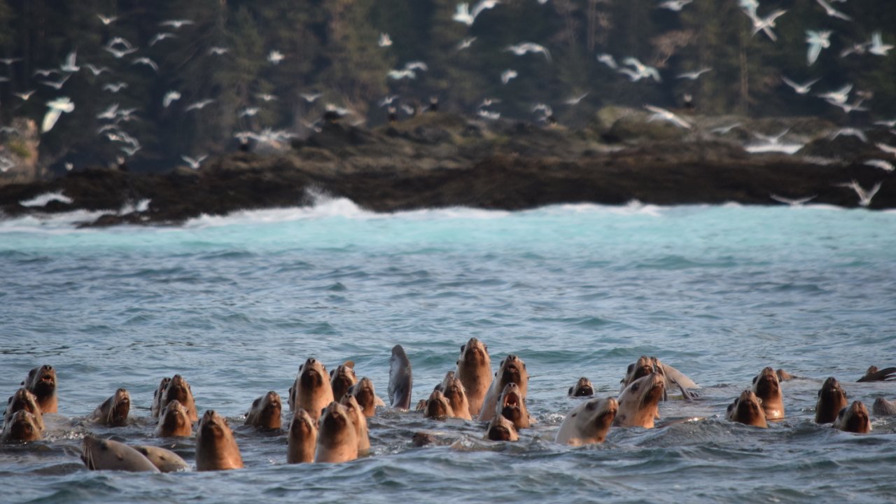 4 Hour Herring Spawn Tour - Comox