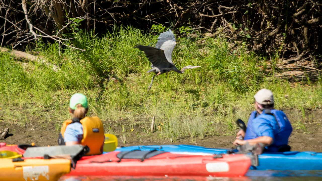 Ridgefield - Learn to Kayak Tour