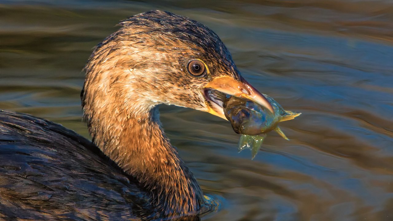 Columbia River Water Trail Wildlife Kayak Tour