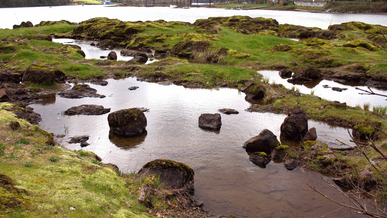 Willamette River Island Tour - George Rogers Park