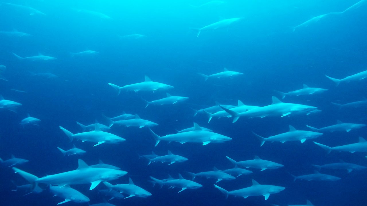 Private 2 Tank Dive - Blue Hole & Barracuda Reef - ALL INCLUSIVE (SD)