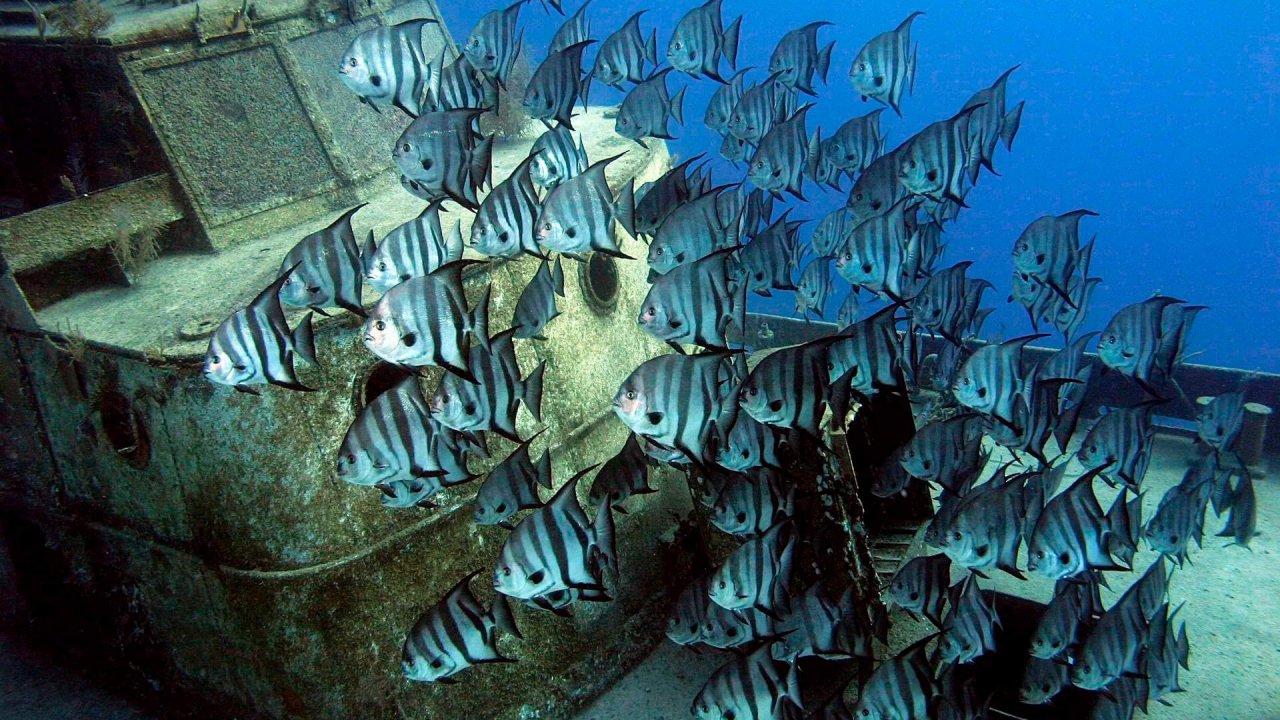 Private 2 Tank Dive - Wreck & Reef - ALL INCLUSIVE (SD)