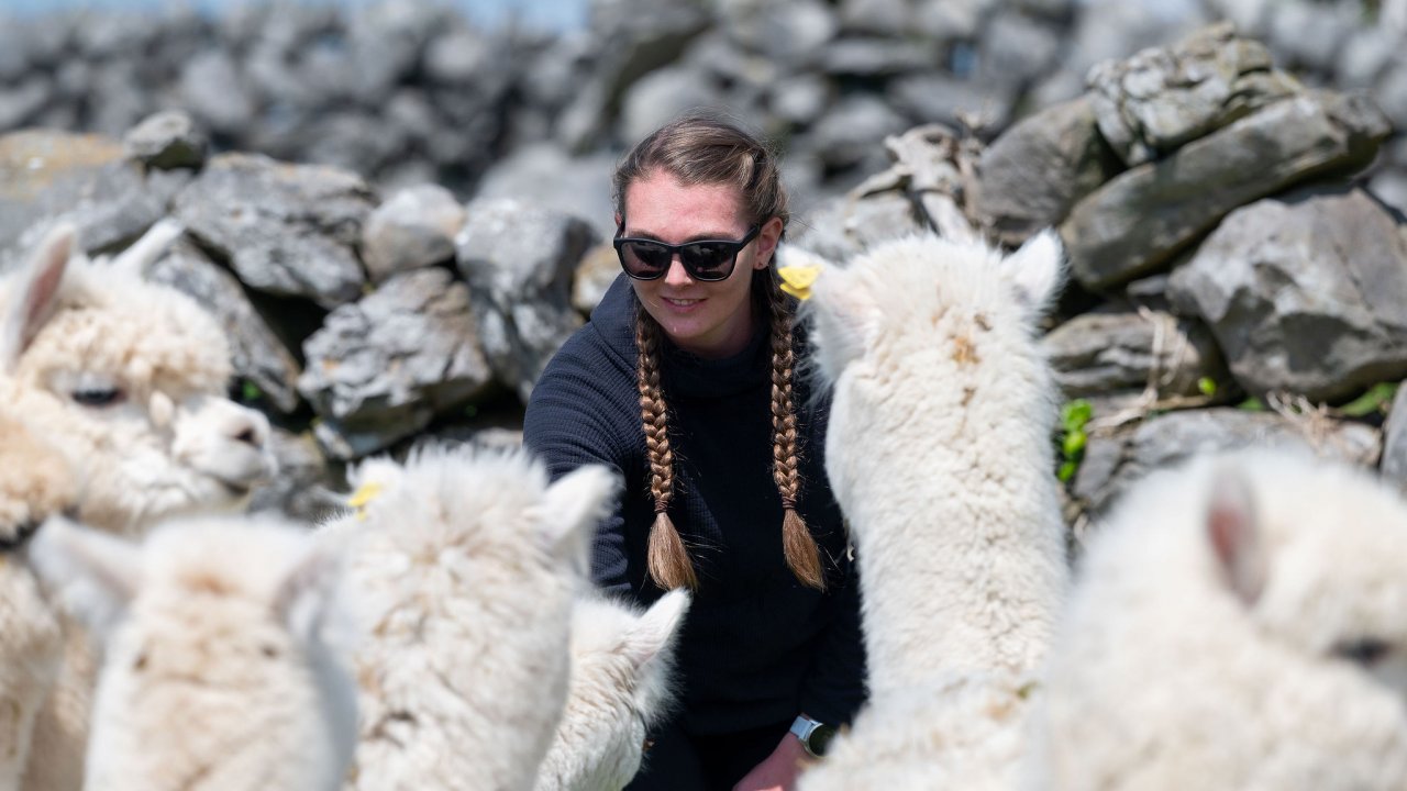 Mountain Trek & Meet the Alpacas