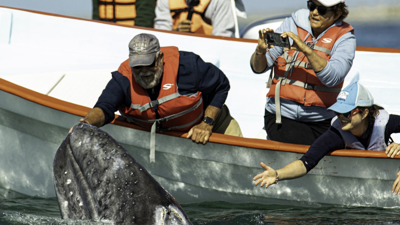 Baja Mexico - Wildlife and Culture Tour